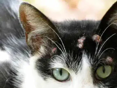 Casos de esporotricose humana no ES: doença atinge também os gatos