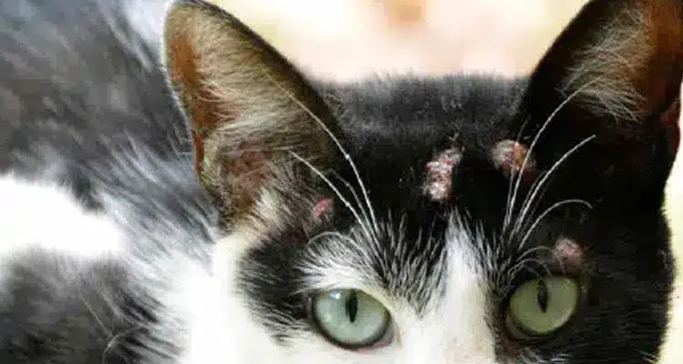 Casos de esporotricose humana no ES: doença atinge também os gatos