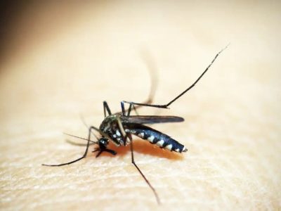 Dez minutos por semana: mobilização nacional reforça combate à dengue