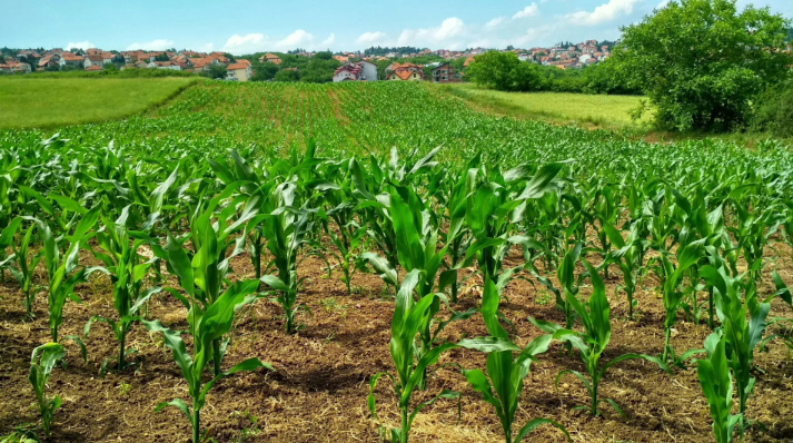 Pesquisa Desvela a Vulnerabilidade do Sistema de Defesa Vegetal frente às Ameaças de Pragas