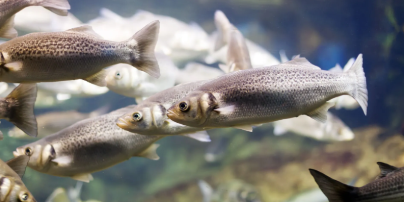 Alterações climáticas impactam as populações de peixes de água doce, afirma estudo