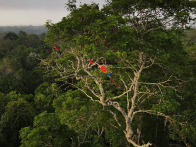 Retrospectiva Ambiental 2024: Avanços Incontornáveis e Retrocessos Alarmantes