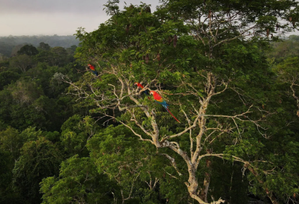 Retrospectiva Ambiental 2024: Avanços Incontornáveis e Retrocessos Alarmantes