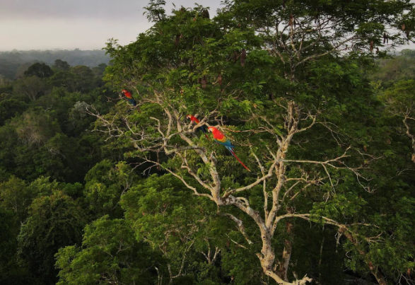 Retrospectiva Ambiental 2024: Avanços Incontornáveis e Retrocessos Alarmantes