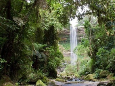 Ministério do Meio Ambiente lança consulta pública do PPMata Atlântica