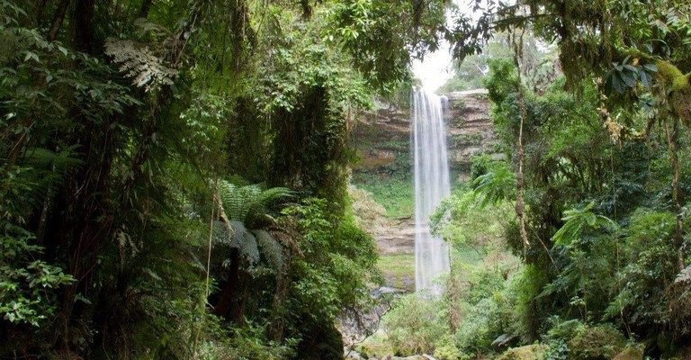 Ministério do Meio Ambiente lança consulta pública do PPMata Atlântica