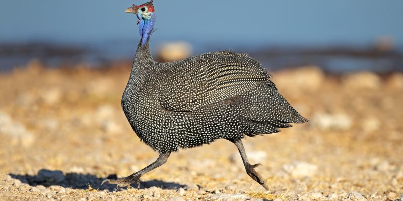 Decreto proíbe a criação de galinhas-d’angola em SP; confira as implicações da legislação vigente