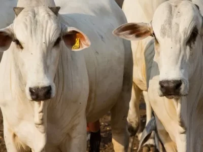 Exportações de carne bovina no Espírito Santo crescem mais de 30% em 2024 – Folha Vitória