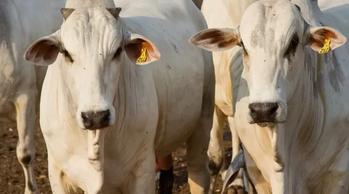 Exportações de carne bovina no Espírito Santo crescem mais de 30% em 2024 – Folha Vitória