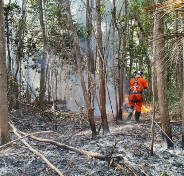 Focos de incêndio em vegetação no norte do ES mais que dobram nos dois primeiros meses de 2025 – Folha Vitória