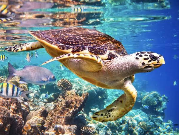 Vitória que Protege: O Berço Capixaba das Tartarugas Marinhas