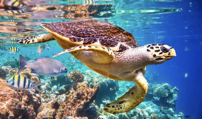 Vitória que Protege: O Berço Capixaba das Tartarugas Marinhas