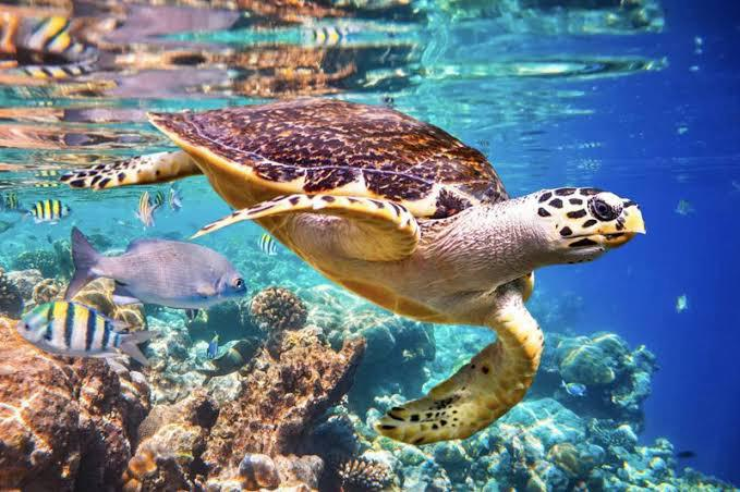Vitória que Protege: O Berço Capixaba das Tartarugas Marinhas