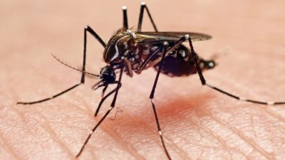 Combate à dengue: fábrica em Curitiba beneficiará 140 milhões de pessoas