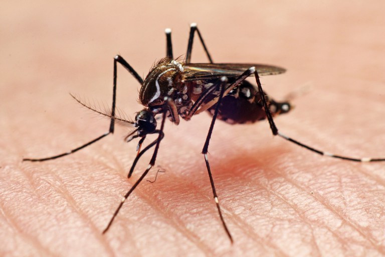 Combate à dengue: fábrica em Curitiba beneficiará 140 milhões de pessoas