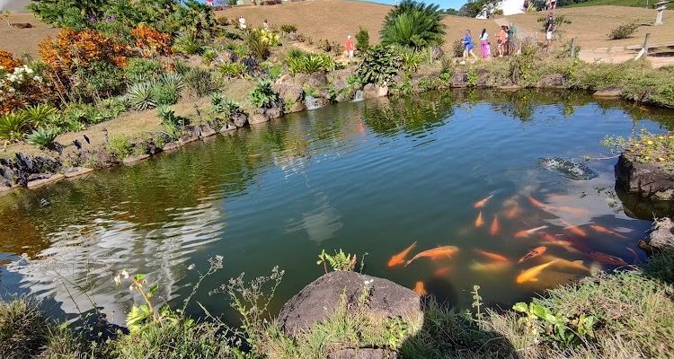 Vendo Seis Ectares Em Ibiraçu Próximo Monomento Do Buda