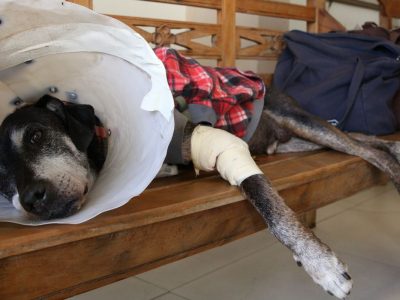 Câmara aprova projeto que tipifica exercício ilegal da veterinária