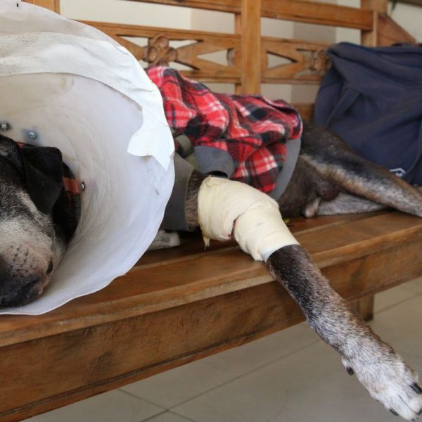 Câmara aprova projeto que tipifica exercício ilegal da veterinária