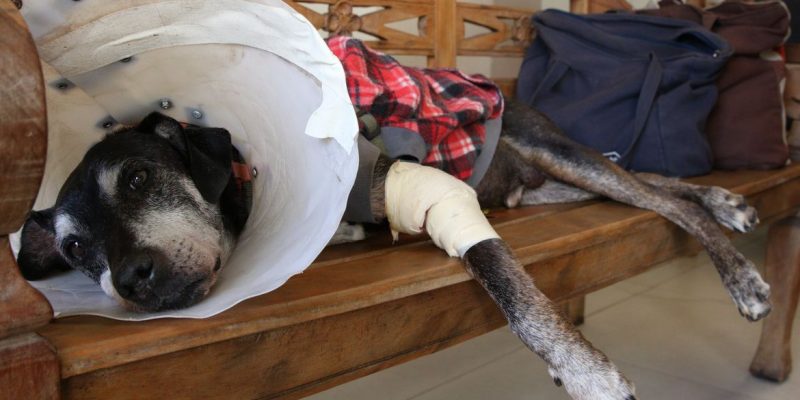 Câmara aprova projeto que tipifica exercício ilegal da veterinária