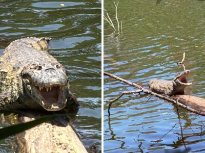 Evento gratuito com trilha para ver jacarés e atividades de educação ambiental em Vitória