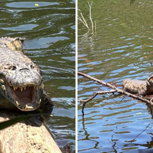 Evento gratuito com trilha para ver jacarés e atividades de educação ambiental em Vitória