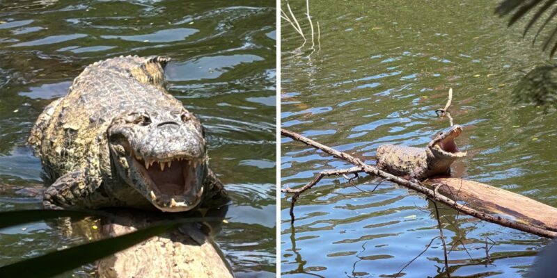 Evento gratuito com trilha para ver jacarés e atividades de educação ambiental em Vitória