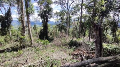 Desmatamento em área de Mata Atlântica resulta em multa de mais de R$ 130 mil