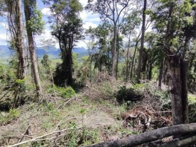 Desmatamento em área de Mata Atlântica resulta em multa de mais de R$ 130 mil