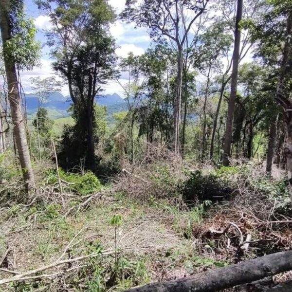 Desmatamento em área de Mata Atlântica resulta em multa de mais de R$ 130 mil