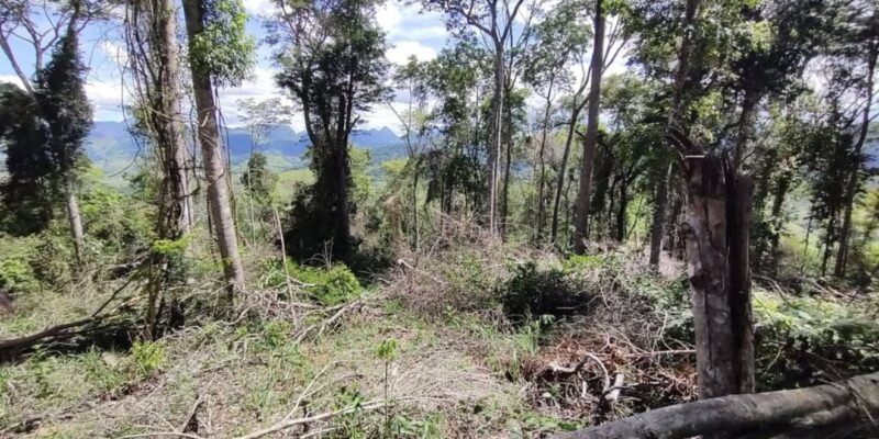 Desmatamento em área de Mata Atlântica resulta em multa de mais de R$ 130 mil